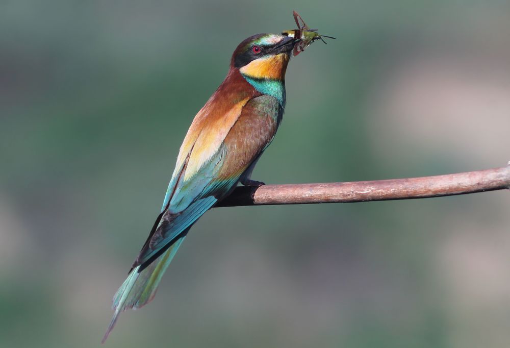Золотистая щурка.(лат. Merops apiaster).