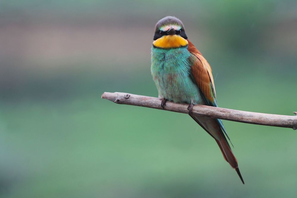 Золотистая щурка.(лат. Merops apiaster).
