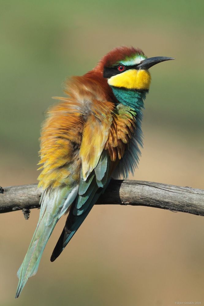 Золотистая щурка.(лат. Merops apiaster).