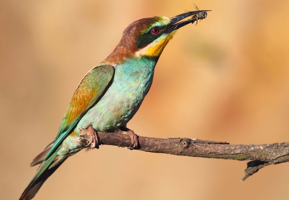 Золотистая щурка.(лат. Merops apiaster).