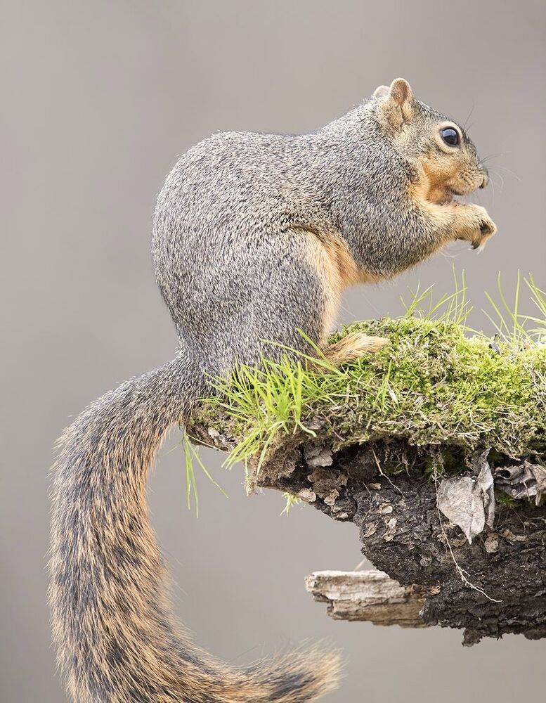 Лисья белка - Fox Squirrel