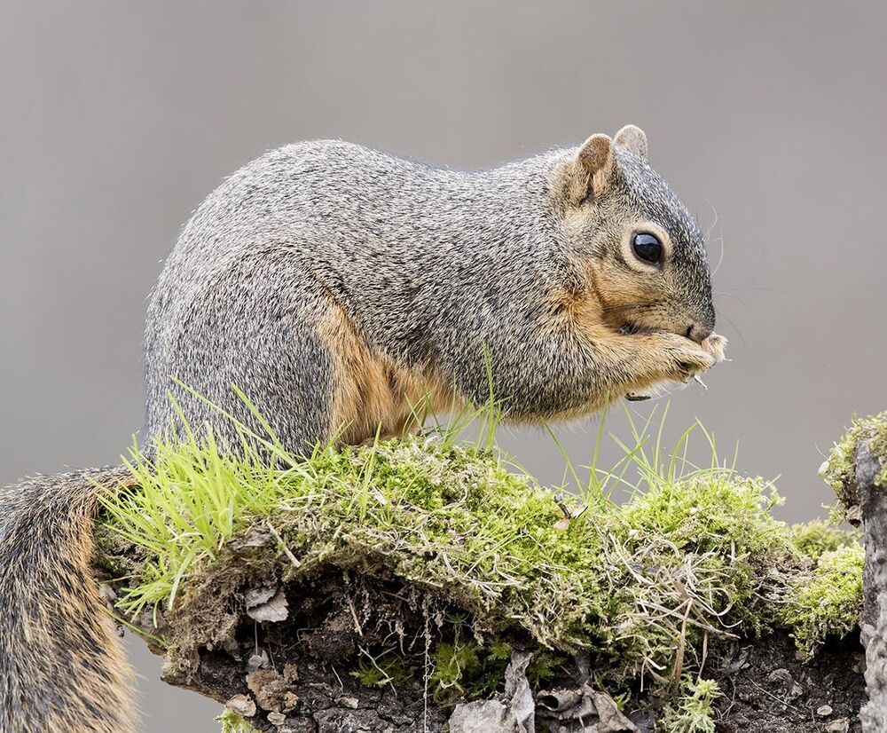 Лисья белка - Fox Squirrel