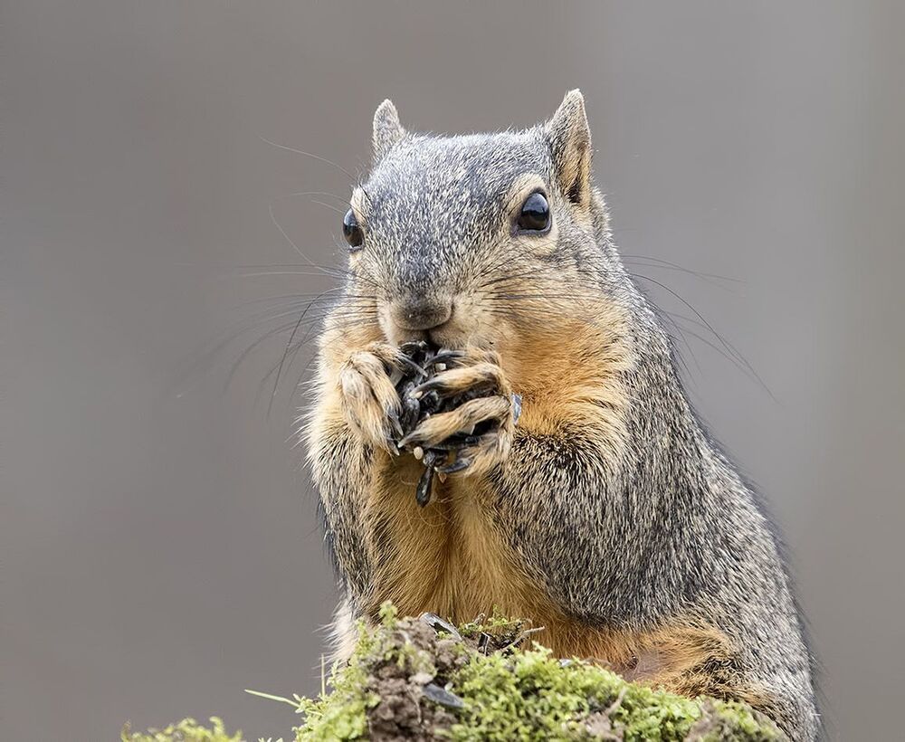 Лисья белка - Fox Squirrel