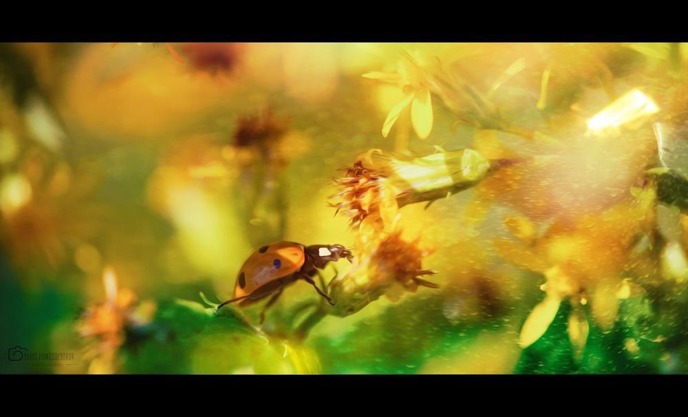 story about ladybug
