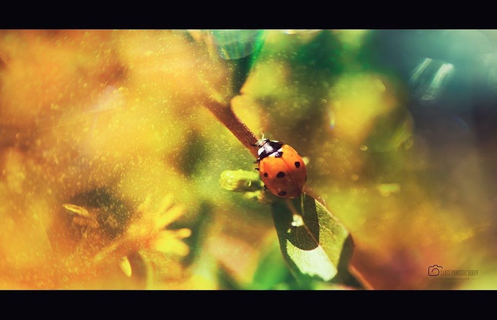 story about ladybug