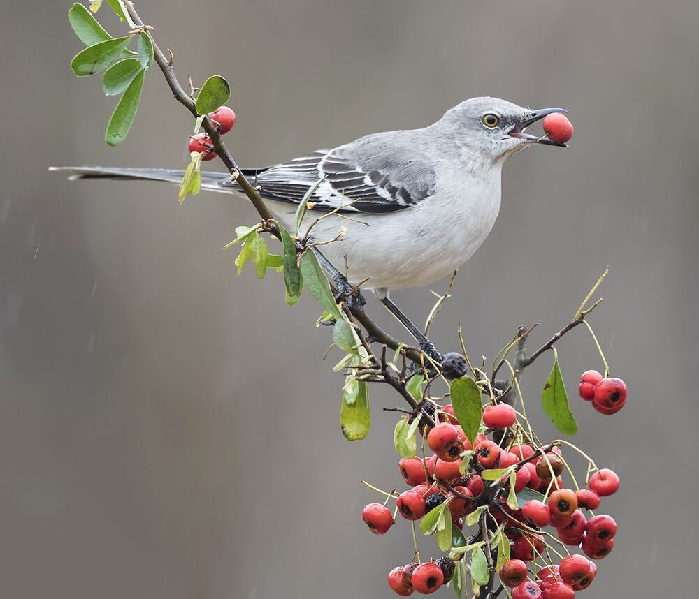 Многоголосый пересмешник -Northern Mockingbird