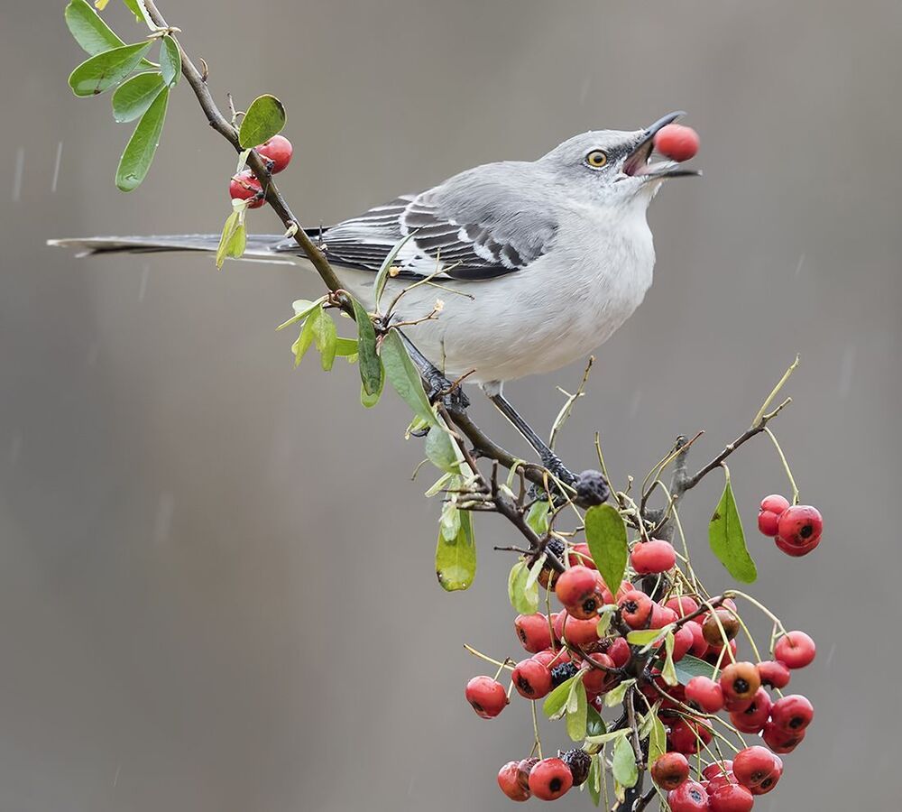 Многоголосый пересмешник -Northern Mockingbird