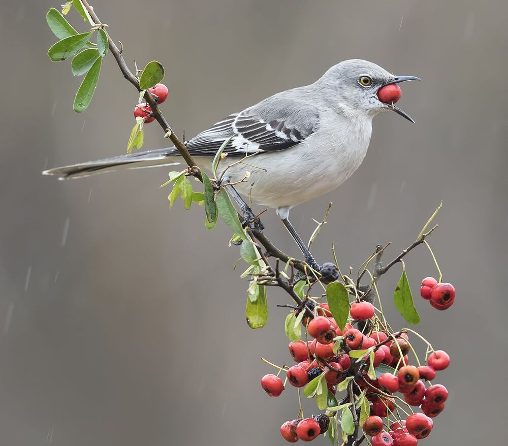 Многоголосый пересмешник -Northern Mockingbird