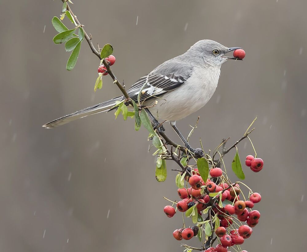 Многоголосый пересмешник -Northern Mockingbird