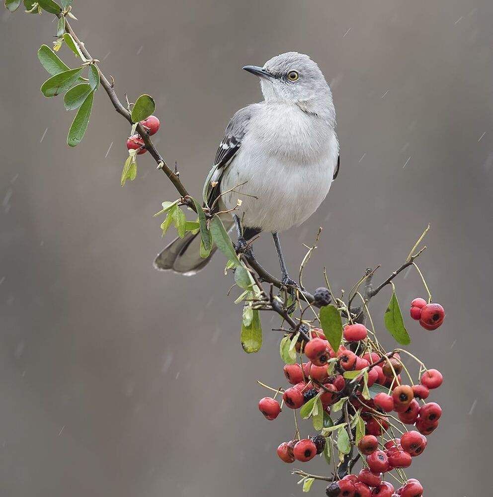 Многоголосый пересмешник -Northern Mockingbird