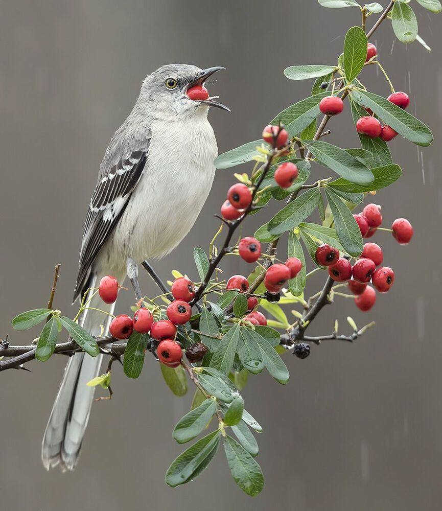 Многоголосый пересмешник -Northern Mockingbird