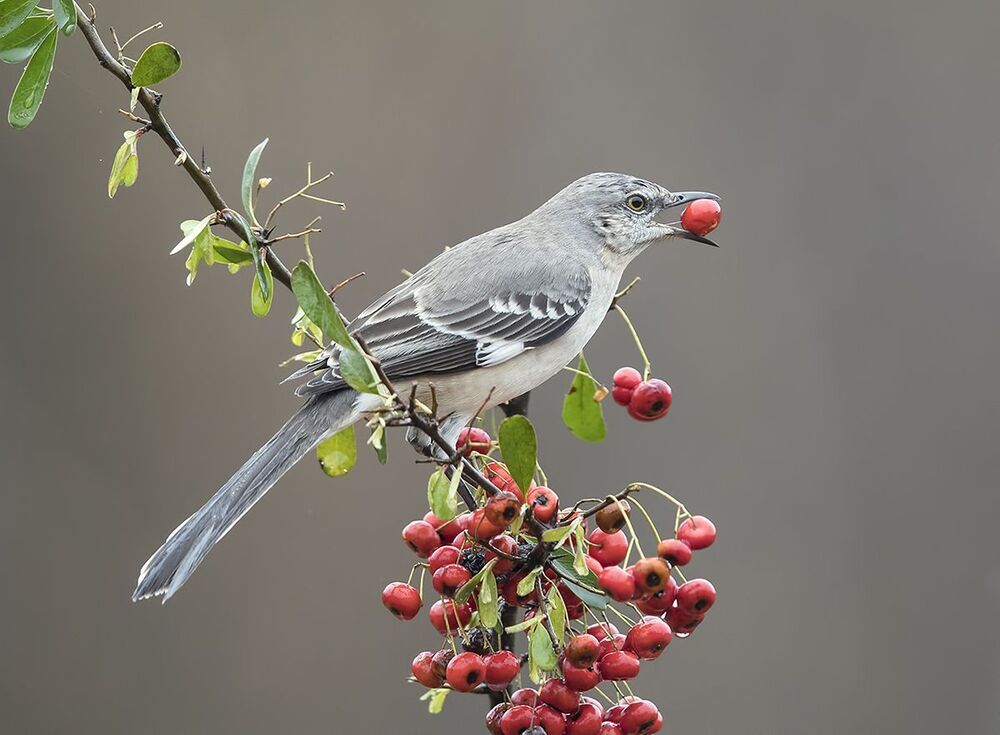 Многоголосый пересмешник -Northern Mockingbird