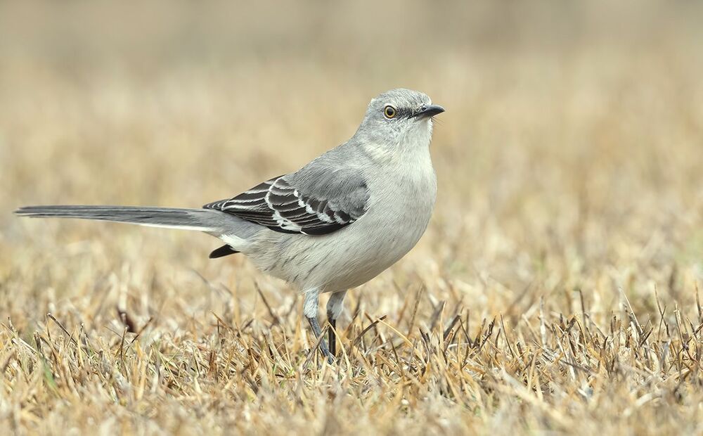 Многоголосый пересмешник -Northern Mockingbird