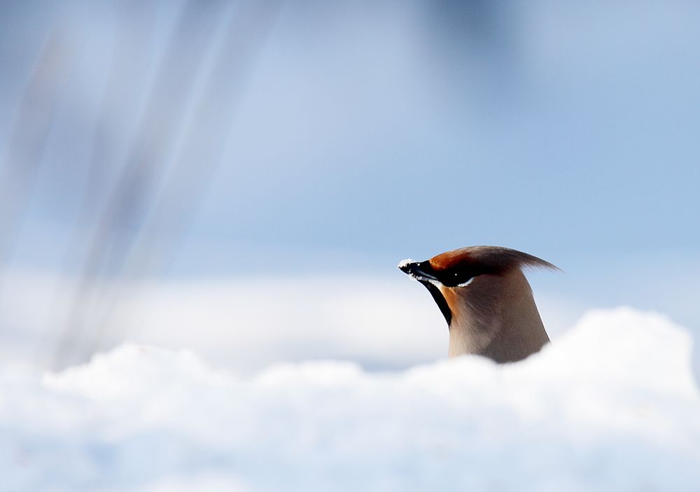 Свиристели