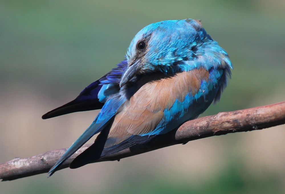 Обыкновенная сизоворонка.(лат. Coracias garrulus)