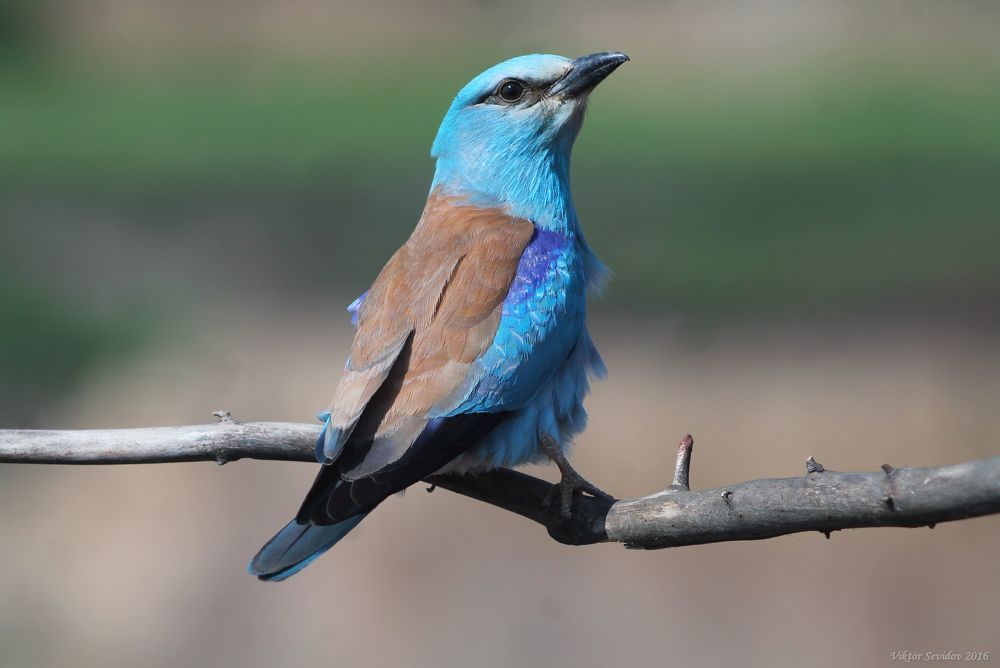 Обыкновенная сизоворонка.(лат. Coracias garrulus)