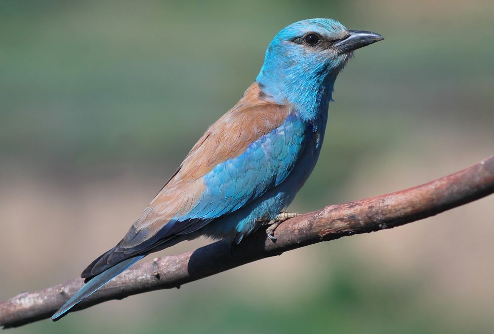 Обыкновенная сизоворонка.(лат. Coracias garrulus)