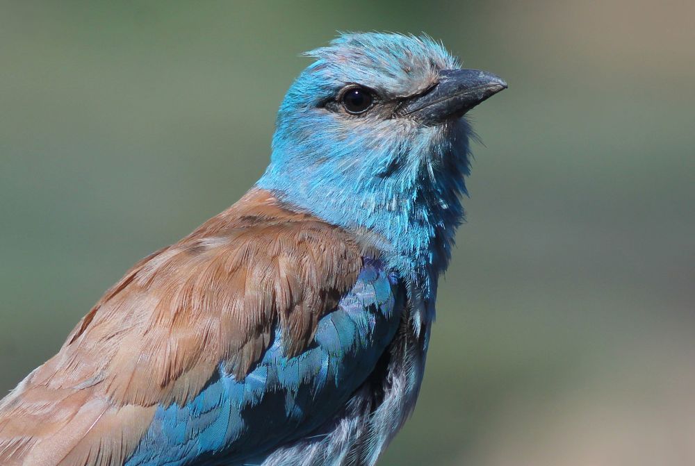Обыкновенная сизоворонка.(лат. Coracias garrulus)