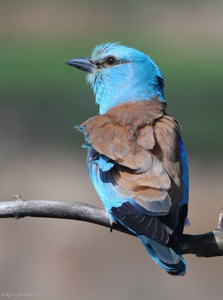 Обыкновенная сизоворонка.(лат. Coracias garrulus)