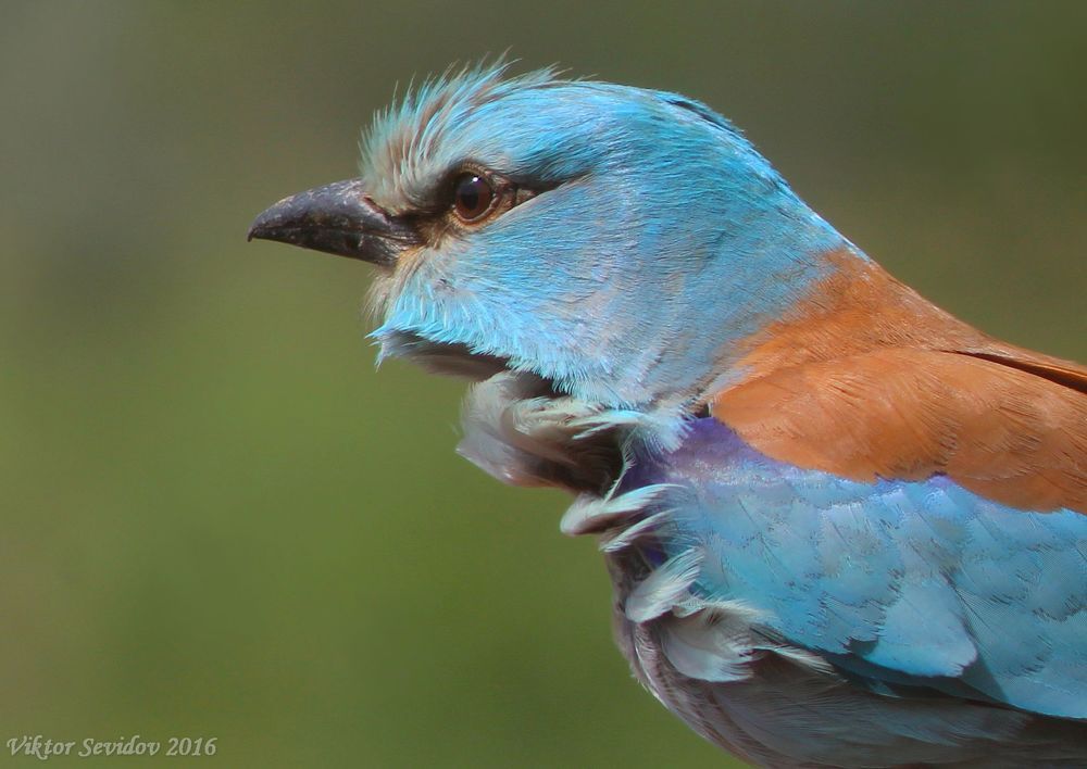 Обыкновенная сизоворонка.(лат. Coracias garrulus)