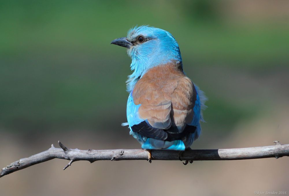 Обыкновенная сизоворонка.(лат. Coracias garrulus)