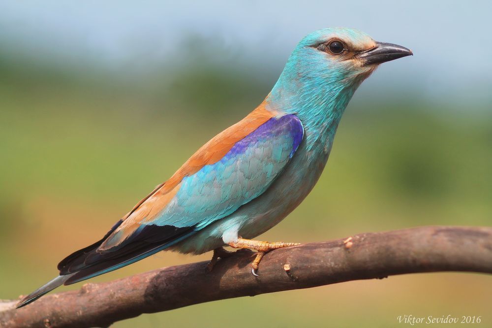 Обыкновенная сизоворонка.(лат. Coracias garrulus)