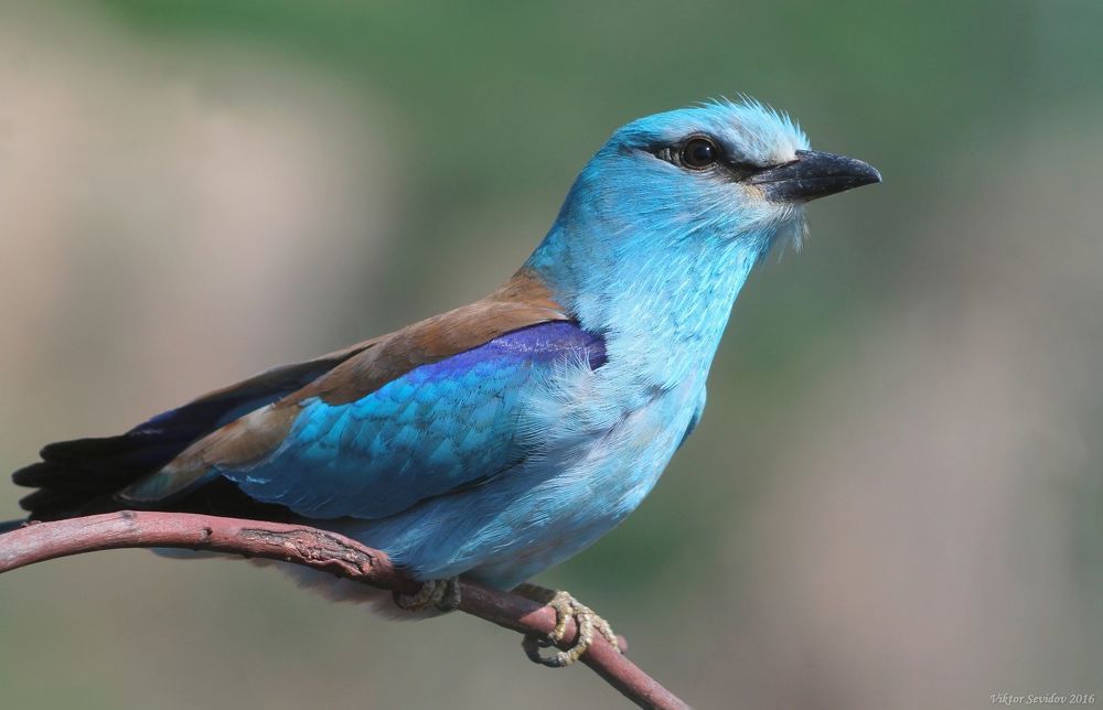 Обыкновенная сизоворонка.(лат. Coracias garrulus)