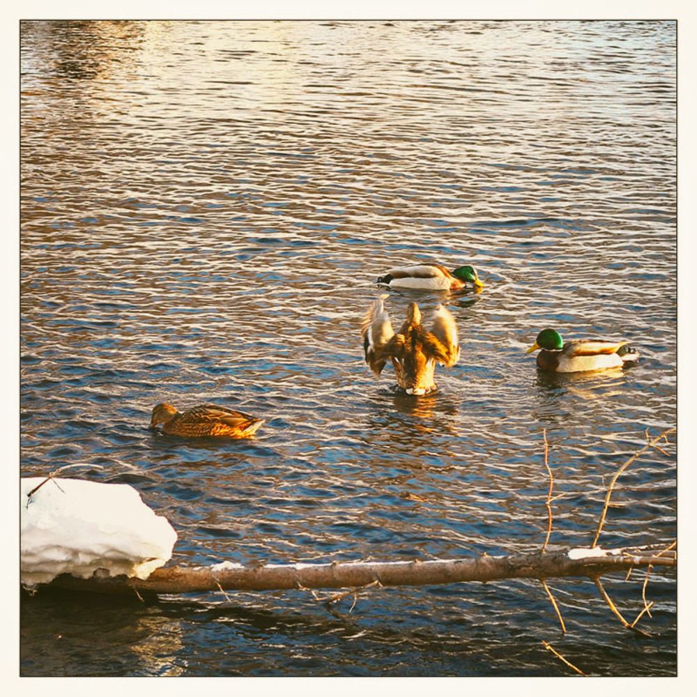 Утки в городе