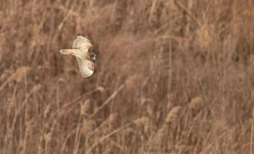 Short-eared Owl