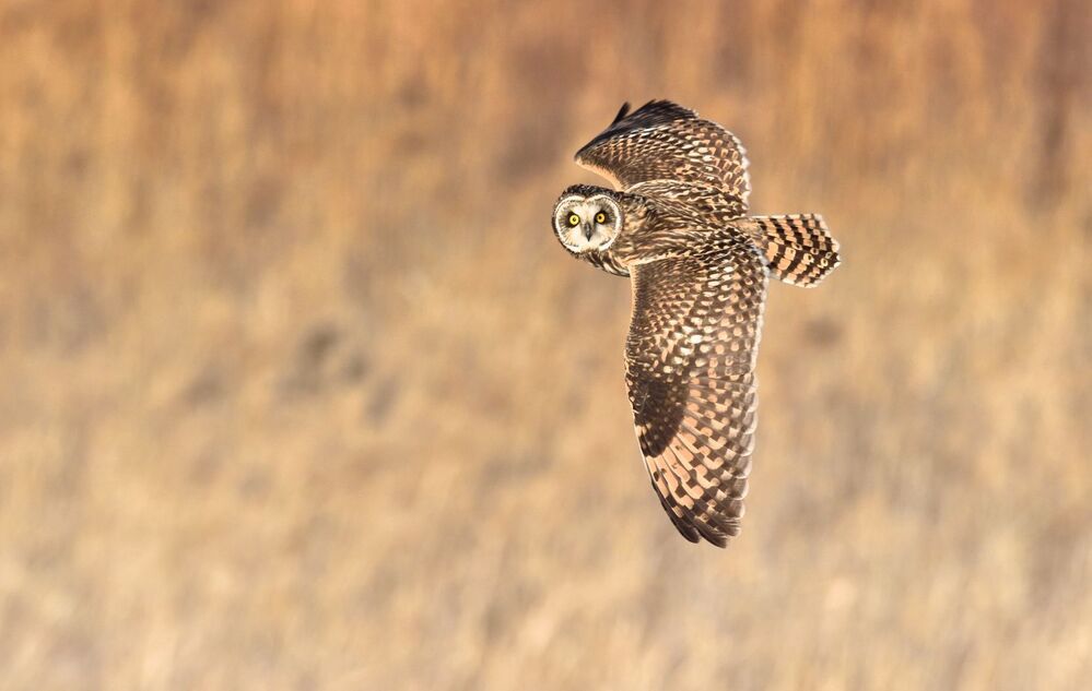 Short-eared Owl