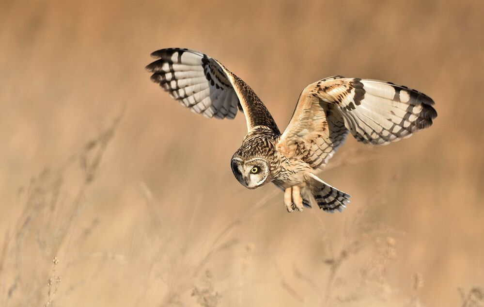 Short-eared Owl