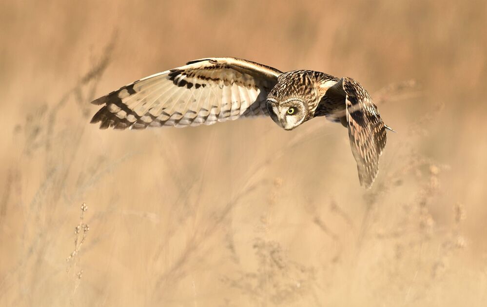 Short-eared Owl