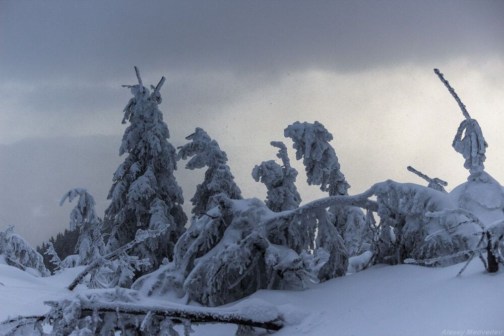 Жизнь на хребте