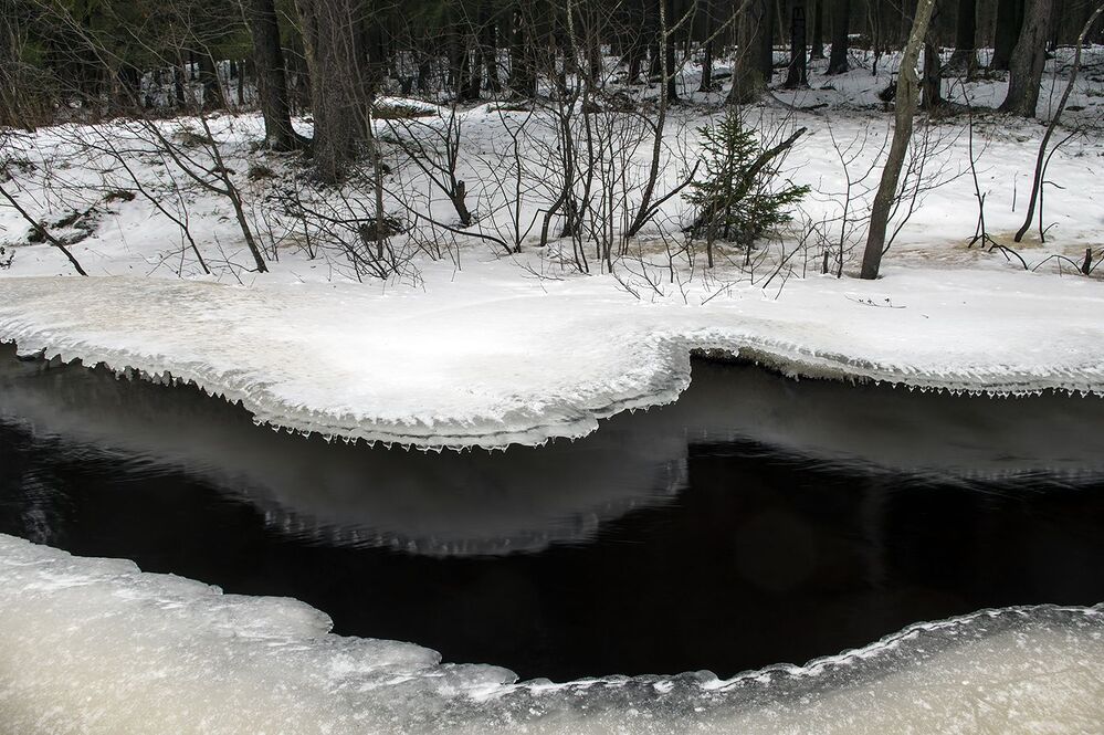 Лососинка