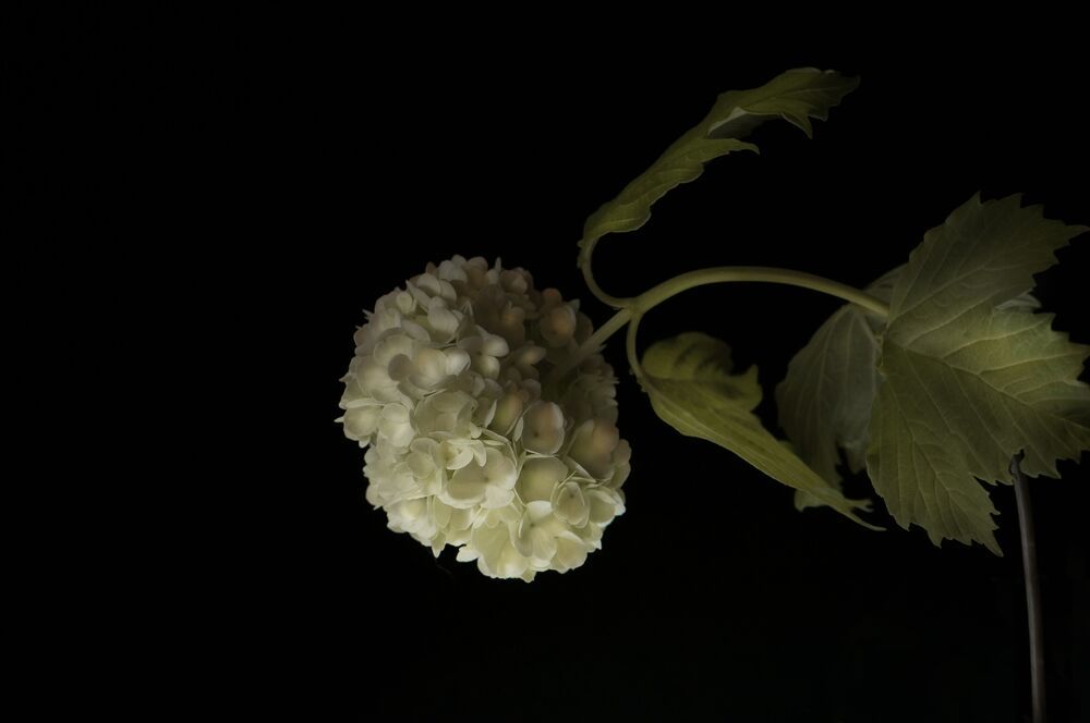 Photo 1059976