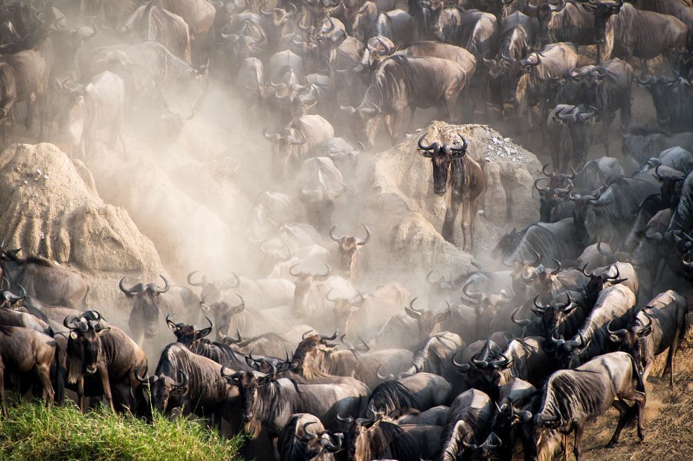 Ready for crossing, Tanzania