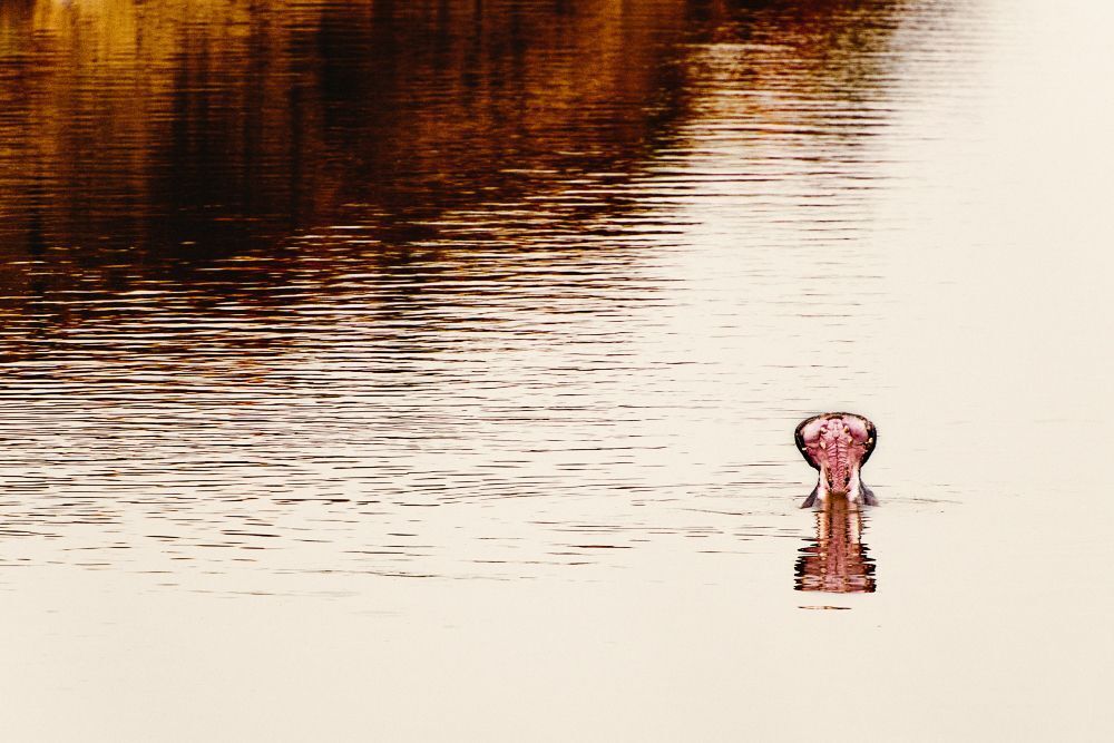 Ready for crossing, Tanzania