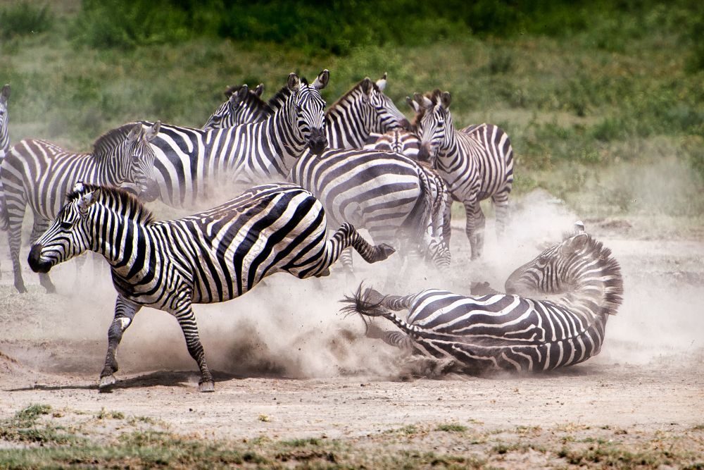 Ready for crossing, Tanzania