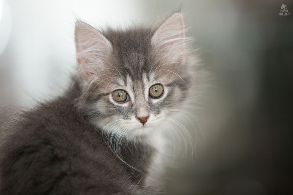 Портреты котиков :-)