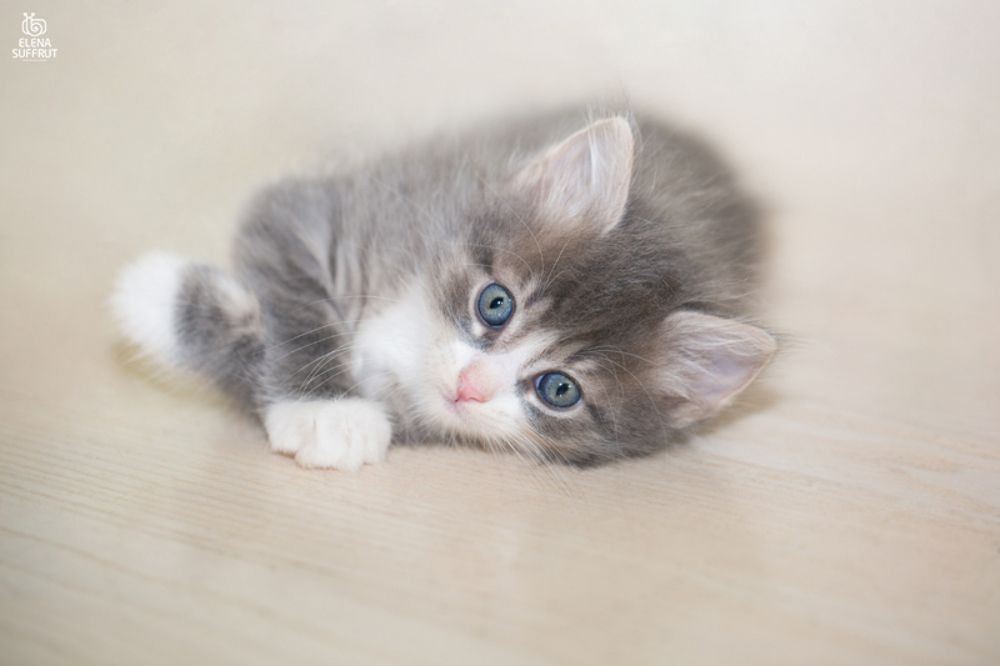Портреты котиков :-)