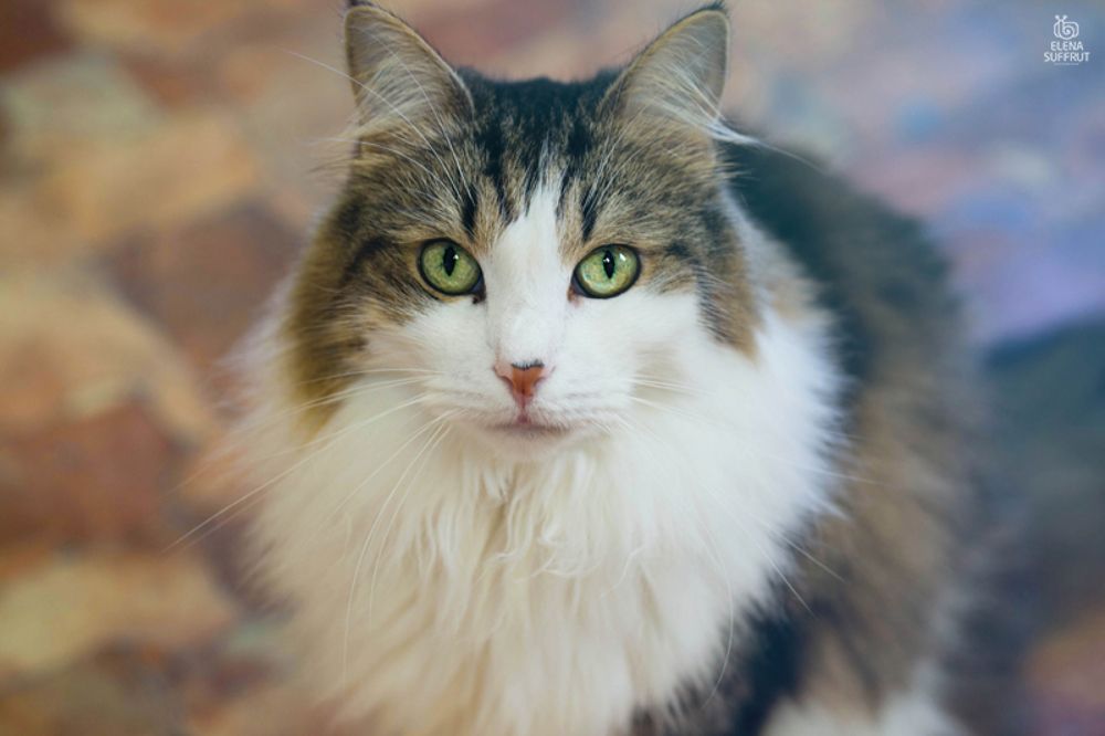 Портреты котиков :-)