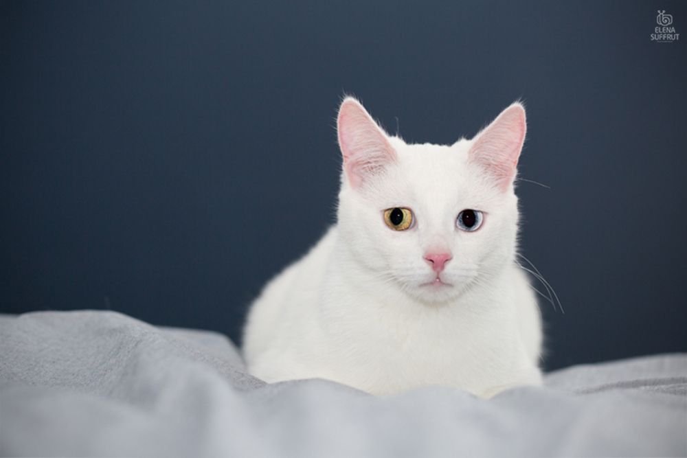 Портреты котиков :-)