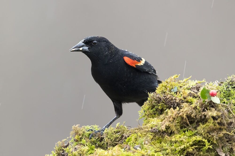 Красноплечий чёрный трупиал - Red-winged Blackbird