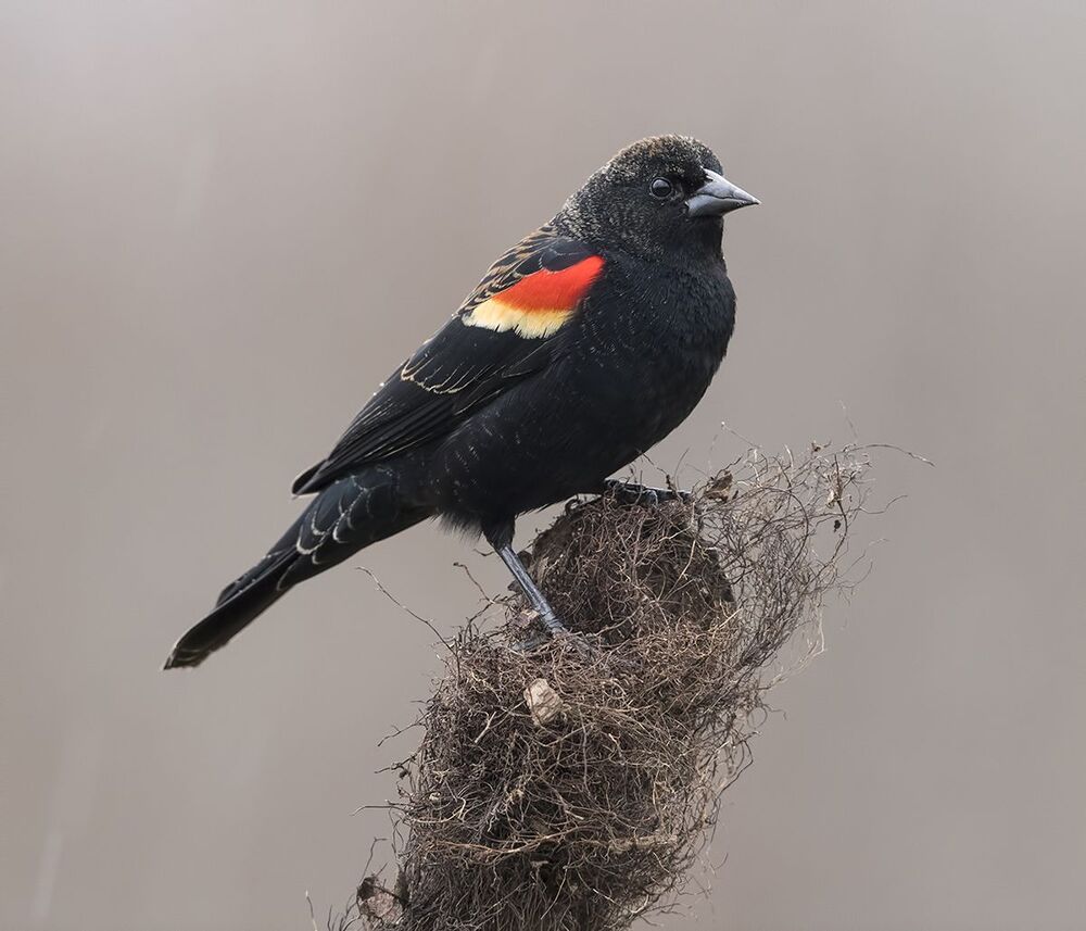 Красноплечий чёрный трупиал - Red-winged Blackbird