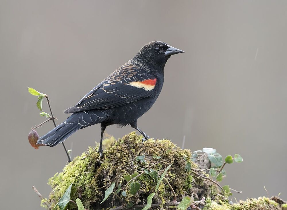 Красноплечий чёрный трупиал - Red-winged Blackbird