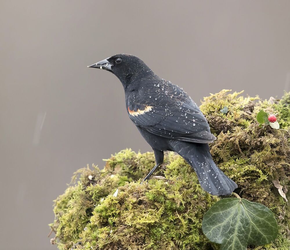 Красноплечий чёрный трупиал - Red-winged Blackbird