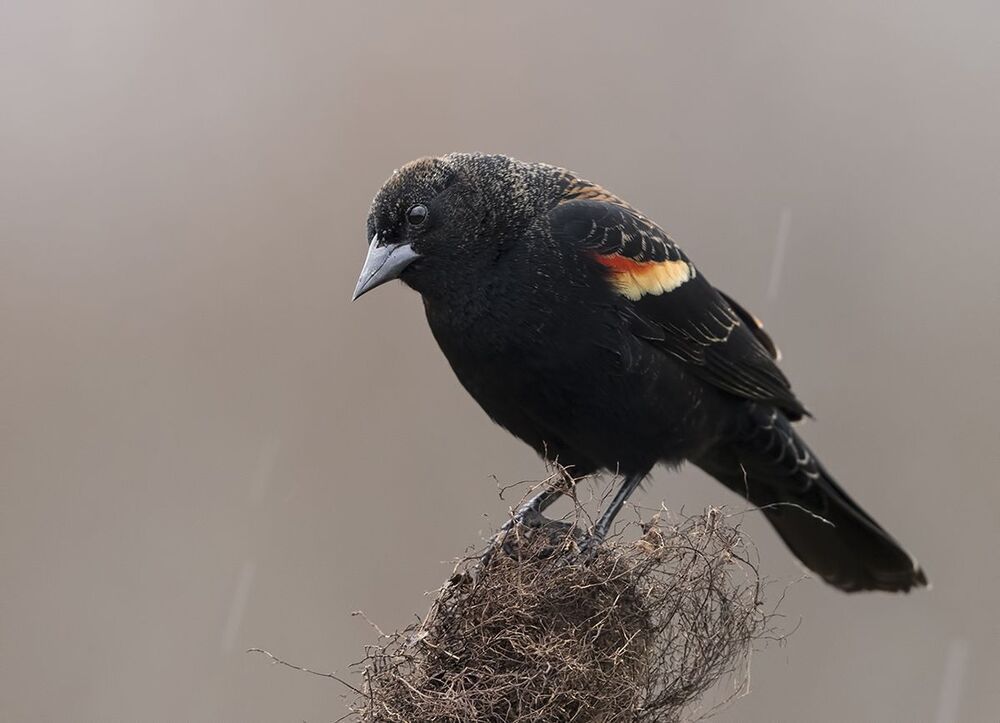 Красноплечий чёрный трупиал - Red-winged Blackbird