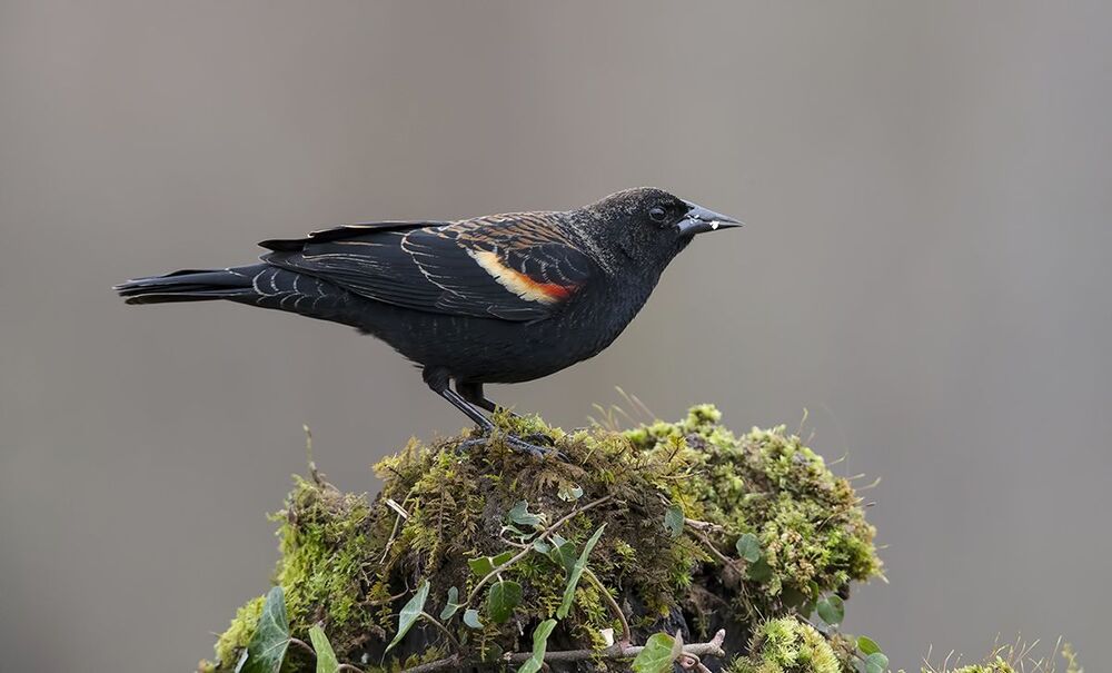 Красноплечий чёрный трупиал - Red-winged Blackbird