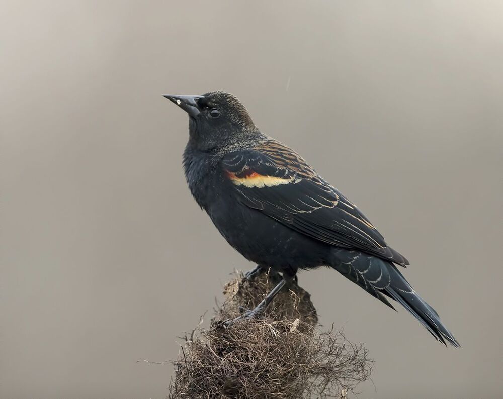 Красноплечий чёрный трупиал - Red-winged Blackbird