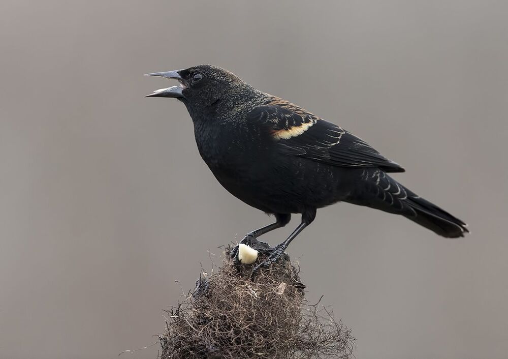 Красноплечий чёрный трупиал - Red-winged Blackbird
